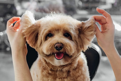 lindo perro caniche en el salón de aseo de mascotas