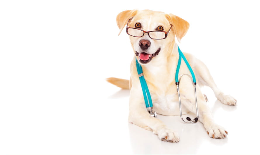 A happy yellow labrador dog wearing reading glasses and a stethoscope.